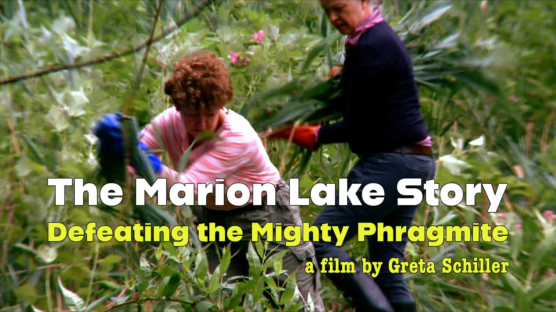 The Marion Lake Story: Defeating the Mighty Phragmite
